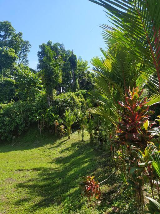 Terra Naturama - Off Grid Living In The Jungle Holiday home