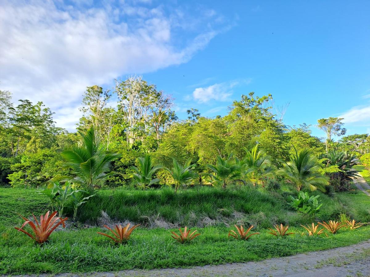 Terra Naturama - Off Grid Living In The Jungle Punta Uva