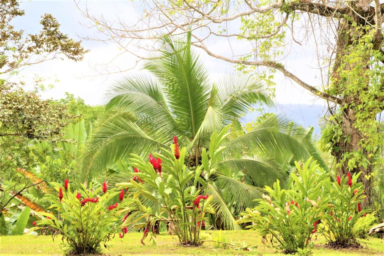 Terra Naturama - Off Grid Living In The Jungle * Punta Uva