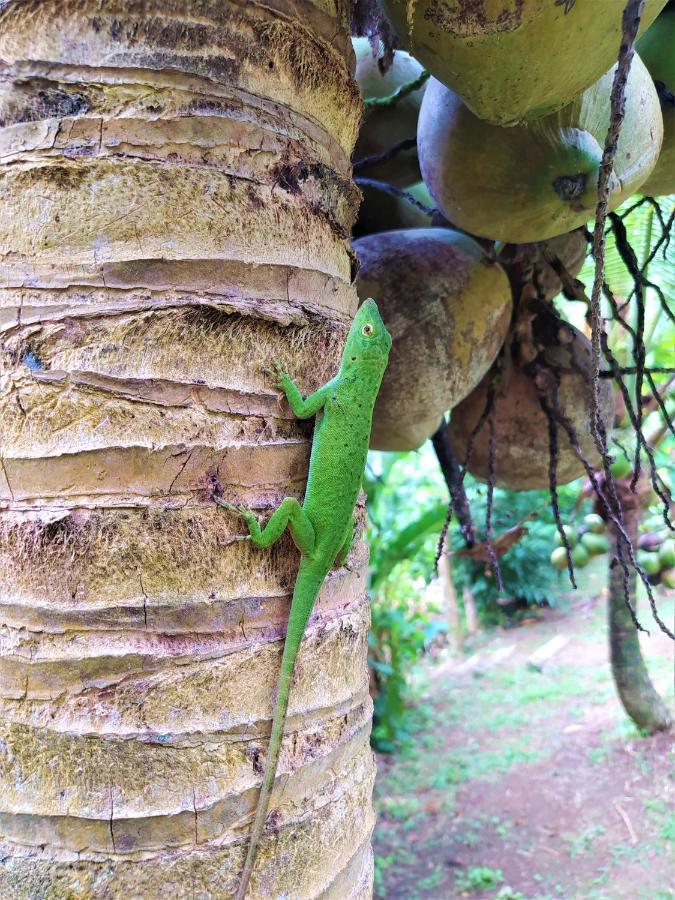 Terra Naturama - Off Grid Living In The Jungle Holiday home *